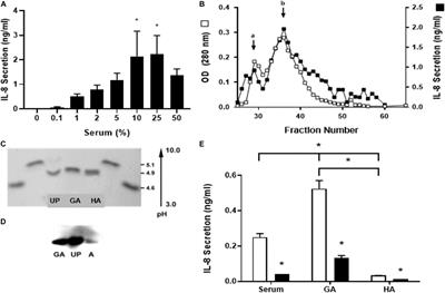 Glycated Albumin Triggers an Inflammatory Response in the Human Airway Epithelium and Causes an Increase in Ciliary Beat Frequency